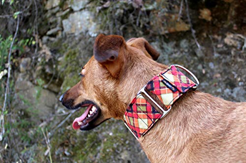 candyPet Collar Martingale Para Perros - Modelo Escocesa, L