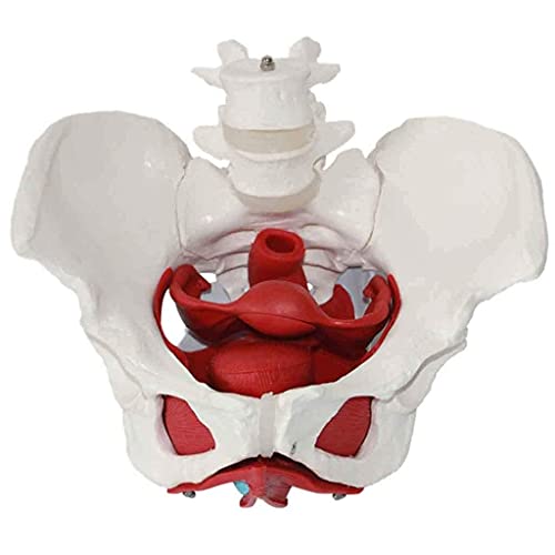 DERUKK-TY Modelo de Pelvis Femenina Humana con Pantalla de Estudio | con Coxis Sacro Pubis y Músculos del Piso | Modelo de órgano Reproductor