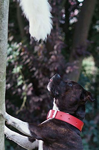 DINGO - Juguete para perro - cazador de piel de oveja con correa violeta larga 130 cm, arrastrador de recompensa motivación agilidad para entrenamiento y diversión 15582