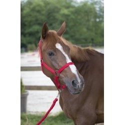 Divers Cabezada y Ramal Club – colores – rojo, talla Equipement caballo – caballo