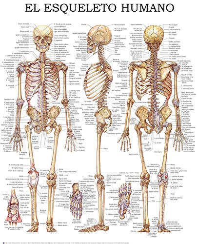El esqueleto humano - Guía rápida de referencia: Ideal para estudiantes, pacientes y médicos para tener una detallada vista del esqueleto humano. (English Edition)