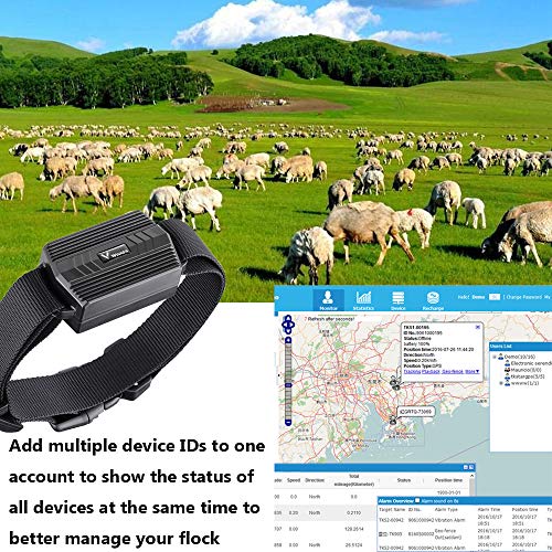 Hangang GPS Tracker para animales rastreador GPS 2G apto para animales de gran tamaño como vacas, caballos, camelos, etc. (TK935 Bovini y ovejas)