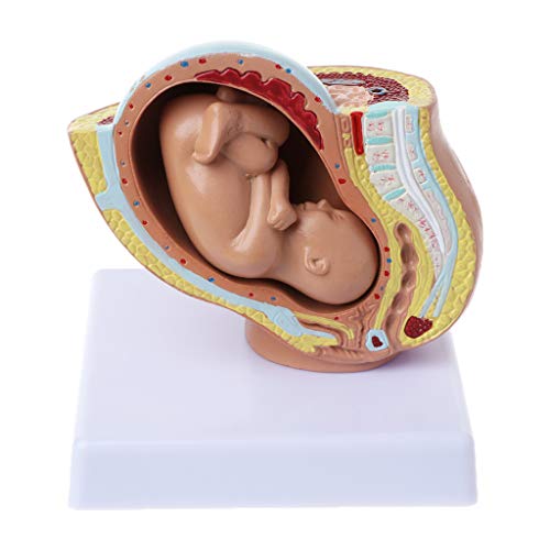 hfior Feto de bebé de 9 meses, embarazo, embarazo, desarrollo fetal, modelo médico