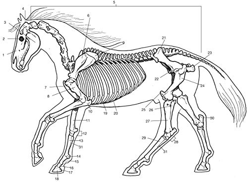 Horse Anatomy Coloring Book (Dover Nature Coloring Book)