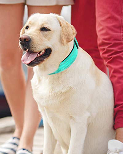 Joytale Collar Perro Reflectante,Nylon Collar Acolchado con Neopreno,Ajustable para Perros Grande,40-60cm,Verde Azulado