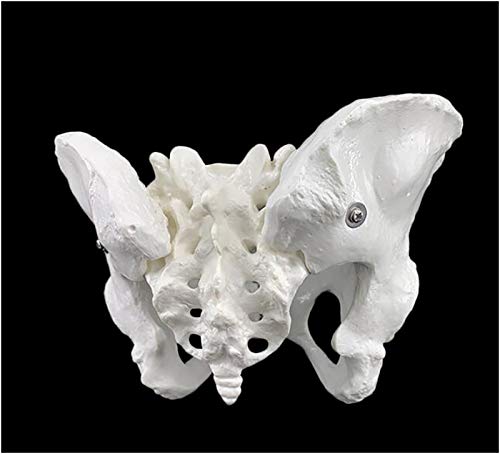 Modelo de la pelvis - tamaño natural Mujer Esqueleto de la pelvis Modelo - médica anatómica femenina la pelvis sacro pubis Esqueleto Modelo - para la visualización la enseñanza estudio modelo médico,a