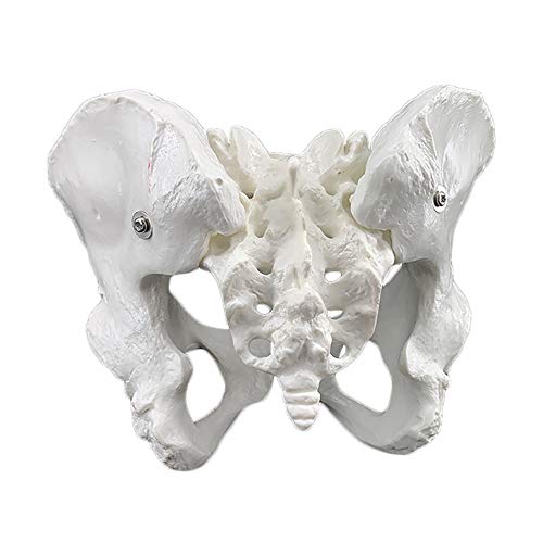 Modelo de la pelvis - tamaño natural Mujer Esqueleto de la pelvis Modelo - médica anatómica femenina la pelvis sacro pubis Esqueleto Modelo - para la visualización la enseñanza estudio modelo médico,a