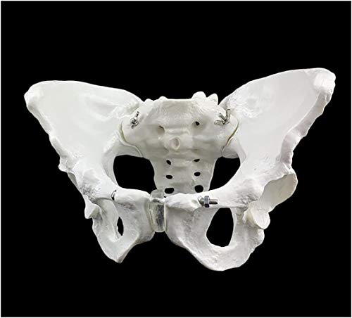 Modelo de la pelvis - tamaño natural Mujer Esqueleto de la pelvis Modelo - médica anatómica femenina la pelvis sacro pubis Esqueleto Modelo - para la visualización la enseñanza estudio modelo médico,a