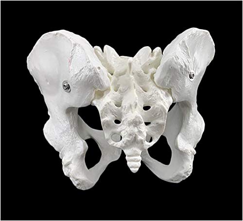 Modelo de la pelvis - tamaño natural Mujer Esqueleto de la pelvis Modelo - médica anatómica femenina la pelvis sacro pubis Esqueleto Modelo - para la visualización la enseñanza estudio modelo médico,a