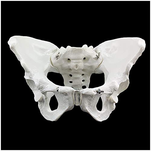 Modelo de la pelvis - tamaño natural Mujer Esqueleto de la pelvis Modelo - médica anatómica femenina la pelvis sacro pubis Esqueleto Modelo - para la visualización la enseñanza estudio modelo médico,a