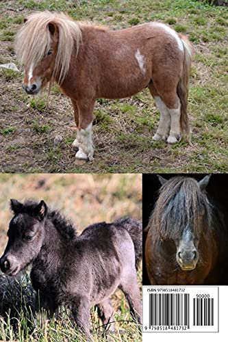 Notebook for lovers of Shetland ponies: Are you a horse lover, what about the ponies? Cute, small, cuddy....then Shetlands are for you. (Notebook for horse lovers.)