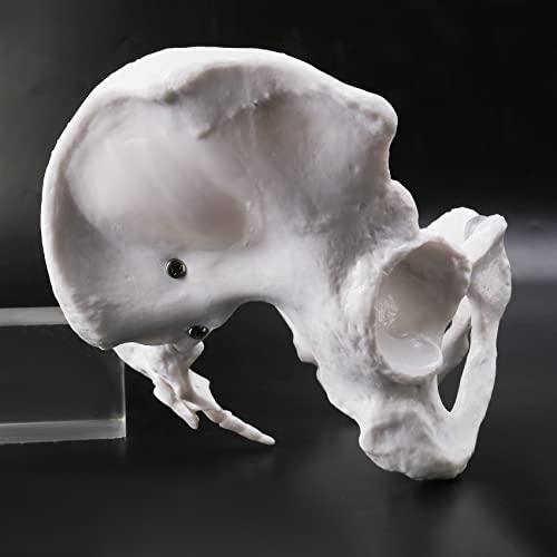 Nrpfell Pelvis Femenina Modelo de Esqueleto Humano EspéCimen Cadera Esqueleto de AnatomíA Herramienta Esqueleto de Pubis Usado en la Escuela