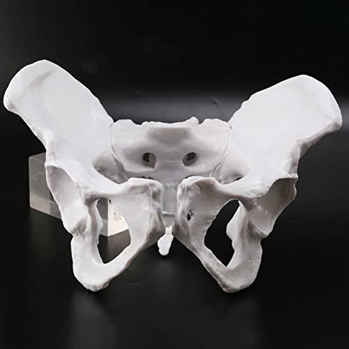 Nrpfell Pelvis Femenina Modelo de Esqueleto Humano EspéCimen Cadera Esqueleto de AnatomíA Herramienta Esqueleto de Pubis Usado en la Escuela