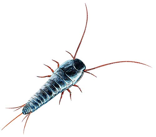 Protect Home Insecticida Blattanex, acción inmediata contra cucarachas, Hormigas e Insectos Rastreros, 500ml (Pack de 2), Azul, Talla Única