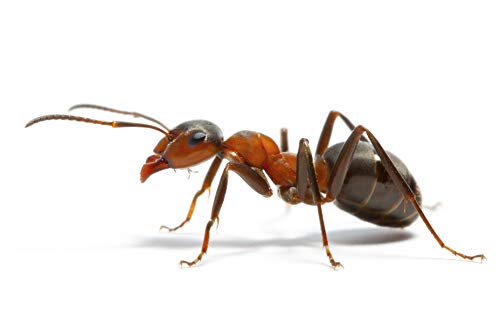 Protect Home Insecticida Blattanex, acción inmediata contra cucarachas, Hormigas e Insectos Rastreros, 500ml (Pack de 2), Azul, Talla Única