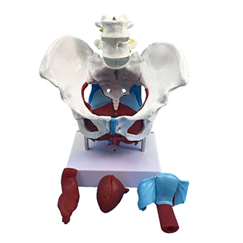 QULONG Modelo de anatomía Corazón Cerebro Esqueleto Médico Modelo de Pelvis Femenina de tamaño Natural con coxis, Sacro, Pubis y órganos, Material didáctico para el Aula, Equipo de Laboratorio