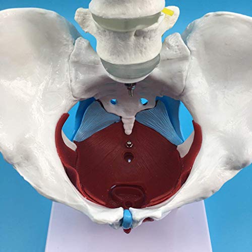 QULONG Modelo de anatomía Corazón Cerebro Esqueleto Médico Modelo de Pelvis Femenina de tamaño Natural con coxis, Sacro, Pubis y órganos, Material didáctico para el Aula, Equipo de Laboratorio