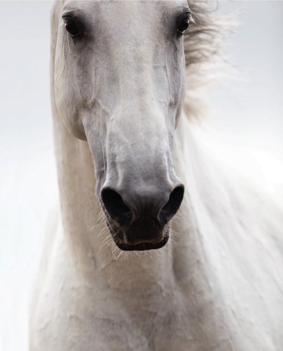 Raphael Macek, Equine Beauty, A Study of Horses (Photographer)