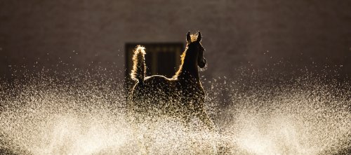 Raphael Macek, Equine Beauty, A Study of Horses (Photographer)