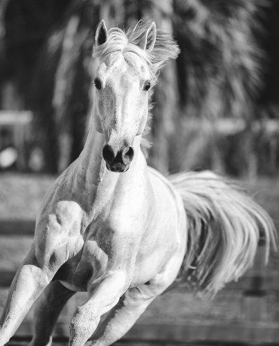 Raphael Macek, Equine Beauty, A Study of Horses (Photographer)