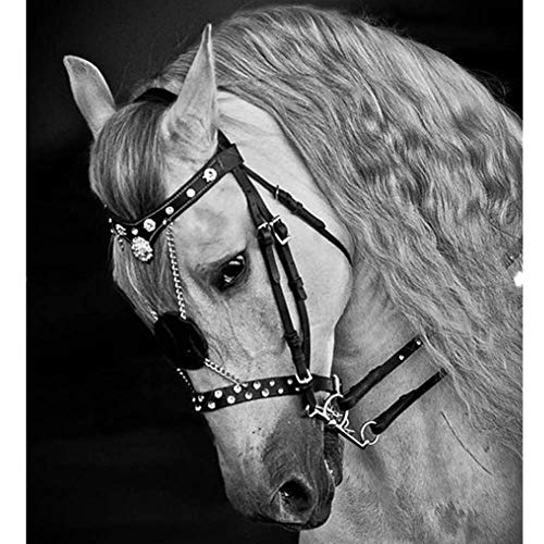 Rhww Equitación Cabestro Cabeza Collar Durable Cuero Metal Brida Correa Ajustable Práctico Equipo Ecuestre Caballos Decoración Equipo