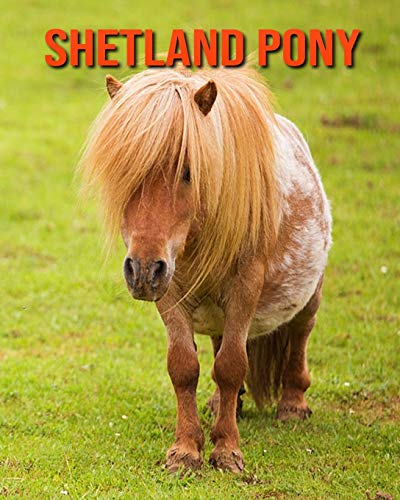 Shetland Pony: Amazing Facts about Shetland Pony