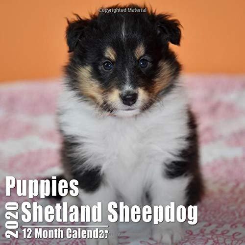 Shetland Sheepdog Puppies Small Calendar 2020: Cute Shetland Sheepdogs Puppy Photos Mini Monthly Calendar With Inspiritional Quotes each Month | Small Size 8.5x8.5 inches