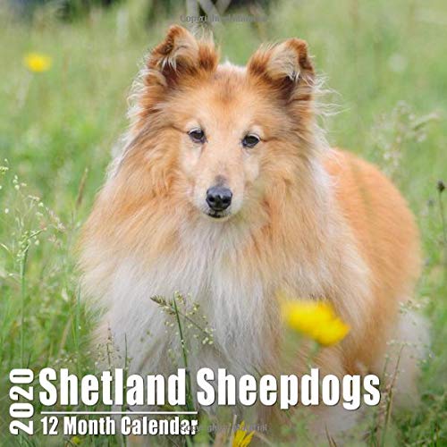 Shetland Sheepdogs Small Calendar 2020: Cute Shetland Sheepdog Photos Mini Monthly Calendar With Inspiritional Quotes each Month | Small Size 8.5x8.5 inches
