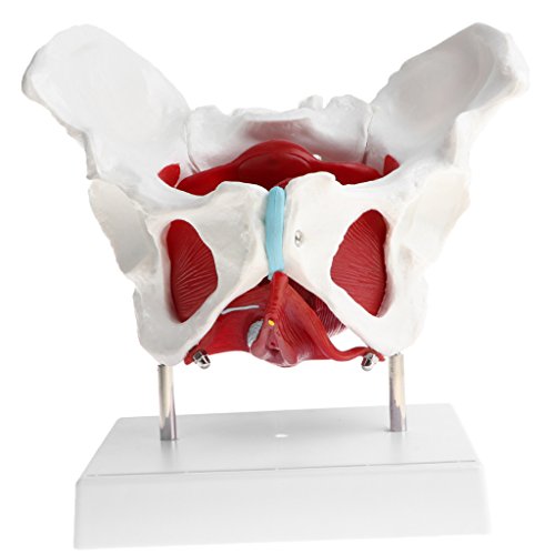 SM SunniMix Modelo de Pelvis Femenina con Coxis, Sacro, Pubis y Órganos Removibles Músculos de Suelo, Kit de Estudio de Anatomía