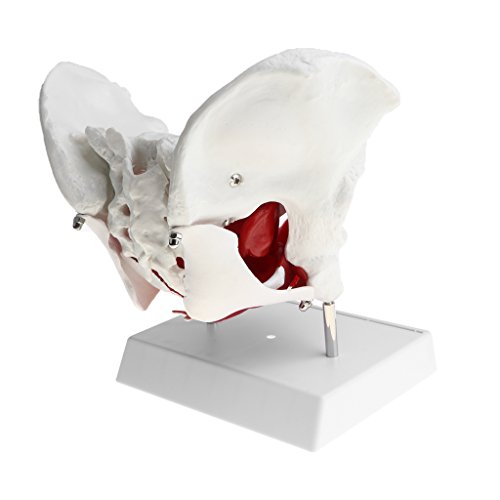 SM SunniMix Modelo de Pelvis Femenina con Coxis, Sacro, Pubis y Órganos Removibles Músculos de Suelo, Kit de Estudio de Anatomía