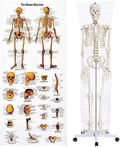 UIGJIOG Modelo de Esqueleto de anatomía de 180 cm de Vida Que Incluye un Cartel de anatomía, trípode con Ruedas y Cubierta Protectora - anatomía Esqueleto del Cuerpo Humano,180cm