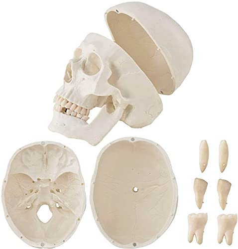 UIGJIOG Modelo de Esqueleto de anatomía de 180 cm de Vida Que Incluye un Cartel de anatomía, trípode con Ruedas y Cubierta Protectora - anatomía Esqueleto del Cuerpo Humano,180cm