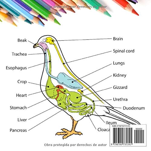 Veterinaria Anatomía Cuaderno de Colorear: Regalo para estudiantes de veterinaria | Libro para colorear de anatomía animal | Perro, gato, caballo, pájaro y más.