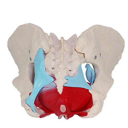 WQF Modelo esquelético de Pelvis, con Detalles anatómicos Ideal, Sacro, Ilion, isquion, sínfisis púbica, Pubis, acetábulo, Foramen Obturador y coxis