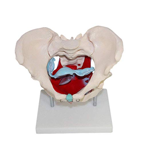 WQF Modelo esquelético de Pelvis, con Detalles anatómicos Ideal, Sacro, Ilion, isquion, sínfisis púbica, Pubis, acetábulo, Foramen Obturador y coxis