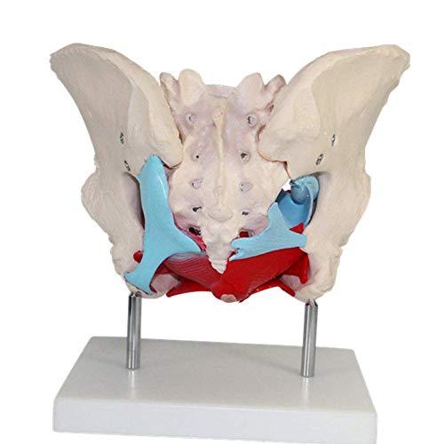 WQF Modelo esquelético de Pelvis, con Detalles anatómicos Ideal, Sacro, Ilion, isquion, sínfisis púbica, Pubis, acetábulo, Foramen Obturador y coxis