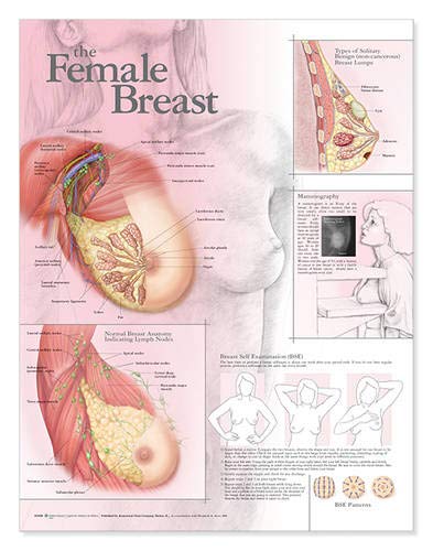 Anatomía anatómica femenina de pecho