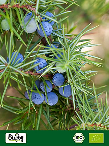 Biojoy Bayas de Enebro Orgánico - Juniperus communis (500 gr)