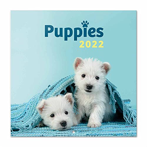 Calendario perros 2022 - Calendario 2022 pared - Calendario pared animales | Calendario mensual - Producto con licencia oficial