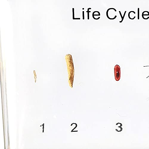 Chestnut-YX Ciclo de Vida del pisapapeles de Escritorio de taxidermia de especímenes de Mosca doméstica 88x58x24mm