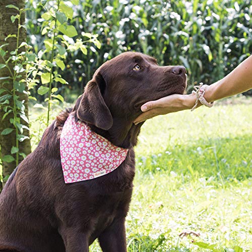 Collar para perros con bandana y brazalete de amistad marca Pettsie