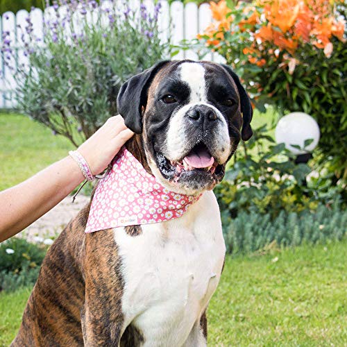 Collar para perros con bandana y brazalete de amistad marca Pettsie