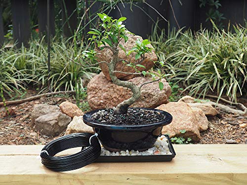 Grow A Bonsai Tree Anodizado de Aluminio de 2,0 mm de Formación Bonsai Alambre 250G Gran Rollo (95 pies) - (2,0 mm) 2.0mm Negro