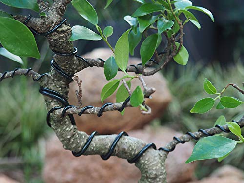 Grow A Bonsai Tree Anodizado de Aluminio de 2,0 mm de Formación Bonsai Alambre 250G Gran Rollo (95 pies) - (2,0 mm) 2.0mm Negro