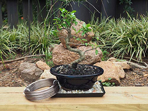 Grow A Bonsai Tree Anodizado de aluminio de 4,0 mm de Formación Bonsai alambre 250G gran rollo (23 pies) - (4,0 mm) 4.0mm marrón