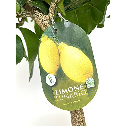 Limón 4 estaciones 90cm de altura maceta de 22cm limonero citrico