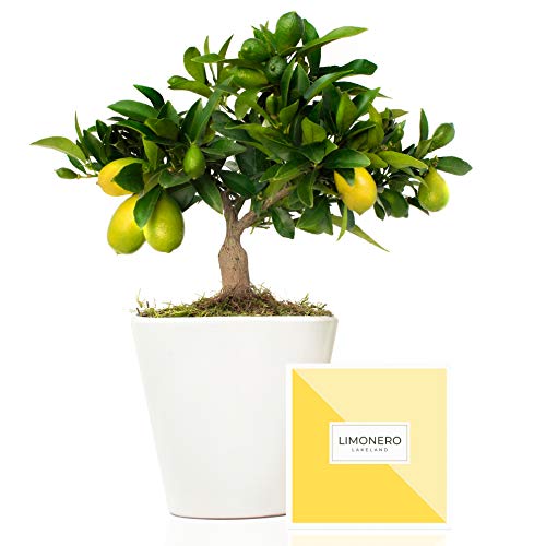 Limonero Lakeland 38 cm en maceta de 16 cm entregado en caja de regalo con tríptico con información y guía de cuidados - Árbol frutal enano interior