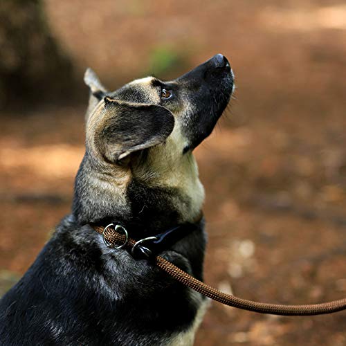 lionto by dibea Correa Retriever correa de perro correa de entrenamiento longitud 120 cm Marrón