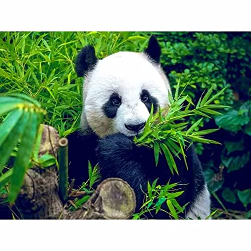 Listo para colgar. Panda de paisaje natural comiendo brotes de bambú cuadros impresa en lienzo. Cuadro de arte de pared de lienzo para sala de estar 50x65cm (20x26in) enmarcado