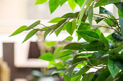 Maia Shop Ficus Troncos Naturales, Elaborados con los Mejores Materiales, Ideal para Decoración de hogar, Árbol, Planta Artificial (105 cm), Mixtos